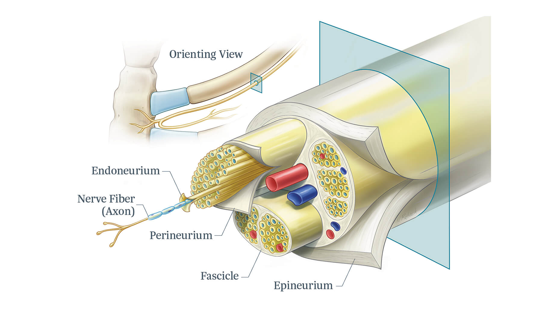 Cryo illustrations